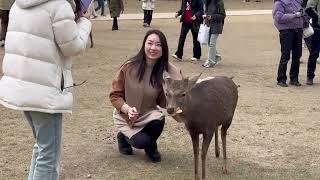 沢山の美しい鹿と触れ合い癒される外国人観光客🫎NARA  PARK