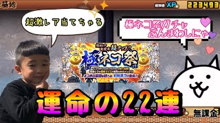 【にゃんこ大戦争】頑張って貯めたネコカン大放出して極ネコ祭(無課金勢)#15