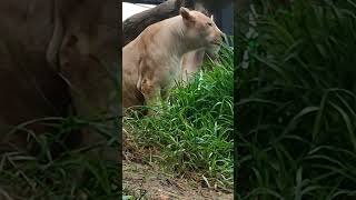 冷秋😀⑪ホワイトライオン・白獅子・リズムちゃん・沖縄こどもの国・・White_Lion・Okinawa Zoo \u0026 Museum(20221112)