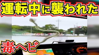 【衝撃の瞬間】運転中に毒蛇！日本のドラレコ衝撃の瞬間/最新日本ドラレコ映像/交通安全/運転の危険予知/交通違反撲滅