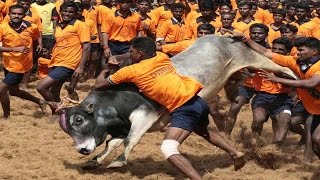 Centre Allows Tamil Nadu to Conduct Jallikattu - Watch Exclusive