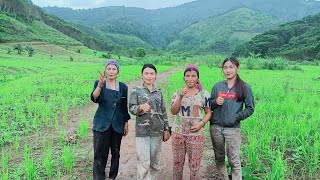 #วิถีชีวิตคนดอย 🇱🇦เสียหญ้าไร่ กินข้าวพร้อมหน้าพร้อมตากับครอบครัว.นี้คือความสุขเรา(AKHA ZAYO)