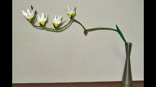 【折り紙】イキシアを作ってみた　☆EASY origami Ixis maculata☆