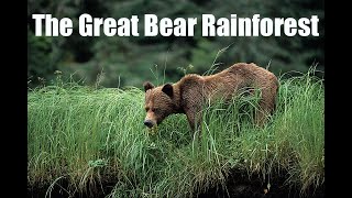 Nat Geo Wild, The Great Bear Rainforest  (A MUST SEE!!) #documentary #forest #Geo