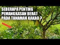 PETANI KAKAO WAJIB TAHU ILMU INI, WAKTU YANG TEPAT UNTUK PANGKAS BERAT TANAMAN KAKAO❗