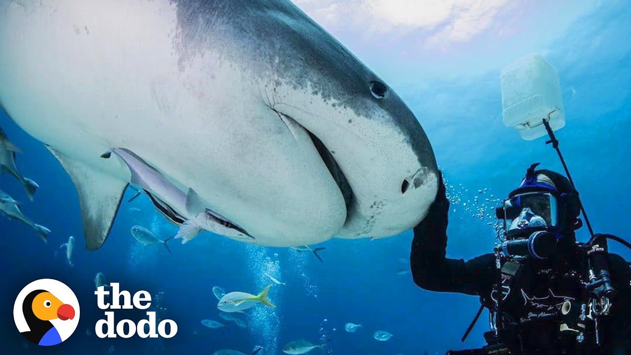 Guy And Wild Shark Have Been Best Friends For Decades | The Dodo Wild ...