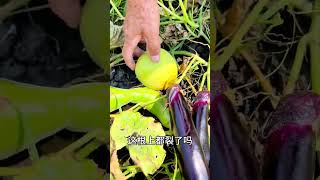 又到了东北农村储存猫冬吃的蔬菜的时候了，今天储存茄子#农村生活 #我的乡村生活vlog #新农人计划2024