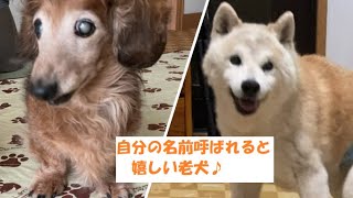 自分のこと呼ばれると嬉しい老犬の顔【ミニチュアダックス】【柴犬】【老犬、シニア犬】