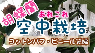 胡蝶蘭の空中栽培 いろんな方法 ビニール袋コットンパフ編