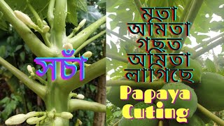 Cutting of papaya . মতা অমিতা গছত কেনেকৈ অমিতা লগাব পাৰি I