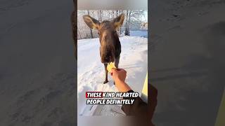 This orphaned moose was rescued by a kind man, and then this happened #rescue #moose