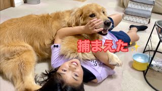 大好きな娘を捕まえて喜ぶ大型犬クッキー【ゴールデンレトリバーとミニチュアダックスフンド】