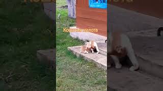 16.11.2024 г. Кошачья милота!😺🐈🐈🐈❤️❤️❤️🙏🙏🙏