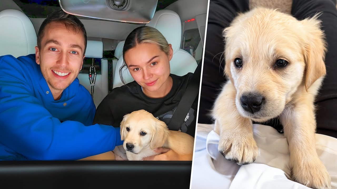 We Got Another Dog Youtube