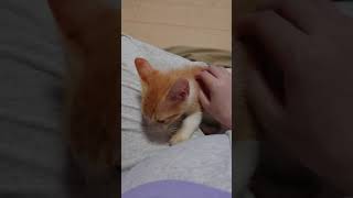 おひざの上で甘える子猫。　#保護子猫 #子猫 #cat