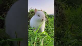 Bunny Bliss Under the Blue Sky: A Wholesome Escape#rabbit #rabbits #rabbite #rabbitfarming #shorts