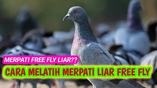 TAHAPAN AWAL MENCETAK MERPATI FREE FLY LIAR ,BEGINI CARA MELATIHNYA #merpatifreefly