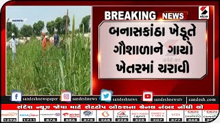 BANASKANTHA:  ખેડૂતે ગૌશાળાને ગાયો ખેતરમાં ચરાવી॥ Sandesh News TV | Cyclone Tauktae