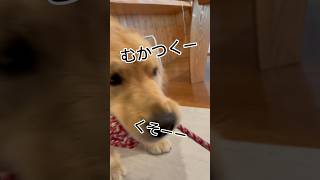 シャンプーされて怒るアム😤 #goldenretriever #愛犬 #大型犬 #ゴールデンレトリバーとの生活 #ゴールデンレトリバーと暮らす #大型犬の居る暮らし #golden #골든