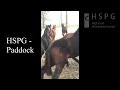 hspg paddock jungpferdeaufzucht horse breeding