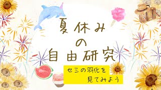 【夏休みの自由研究】セミの羽化を見届けてきたぞ