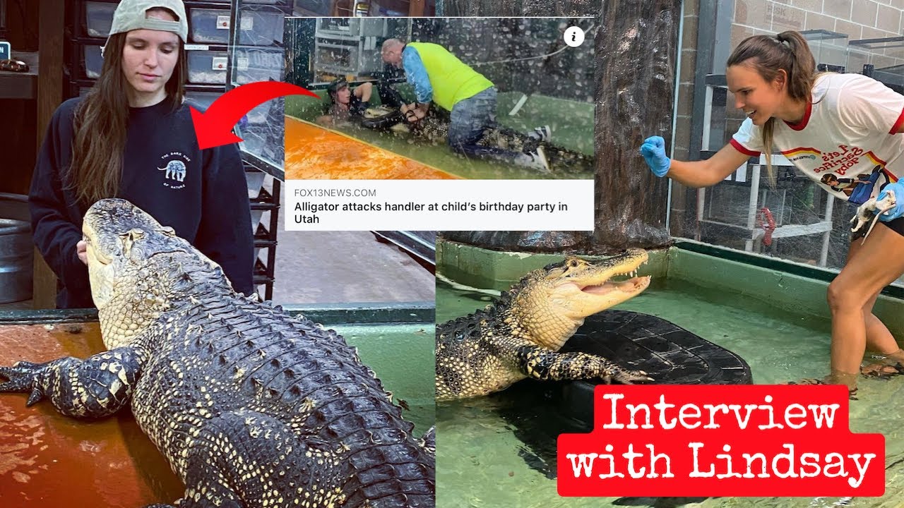 Alligator Handler Shares Her Story After Viral Alligator Bite Video ...