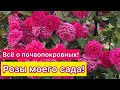 Все о почвопокровных розах моего сада. Советы по уходу (Урал 2-3 климатическая зона)