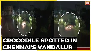 Viral Video | Cyclone Michaung: Crocodile Spotted On Chennai Road After Heavy Rains Lash City