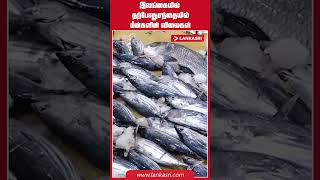 இலங்கையில்  தற்போது சந்தையில் மீன்களின் விலைகள் | #Srilankanews #lka #anurakumara #SriLankaFishPrice