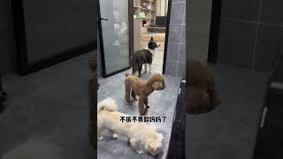 狗养久了就会变得自作多情