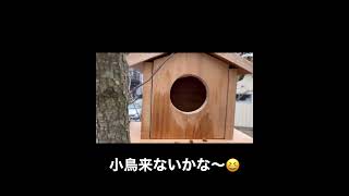 atelier dai制作　庭のハナミズキの木に巣箱🦜🕊🦅🦆🦉🐥　来ないかな〜😆