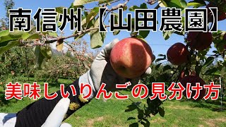 【山田農園】美味しいりんごの見分け方