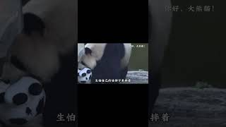 飞云：360°无死角美熊，熊猫届刘亦菲