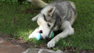 WickedBone Review 🐶 World’s First Smart & Interactive Dog Toy