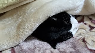 飼い主より先に湯たんぽを横取りする猫🐱