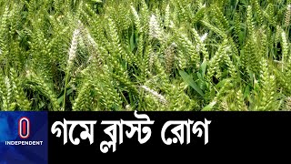 ব্লাস্ট প্রতিরোধী গমের বীজ সবাই পাচ্ছে কি? || Meherpur Wheat Blast