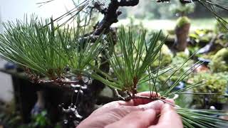 Bonsai diary　 ♯135「改作した黒松の古葉取り」Black pine #3