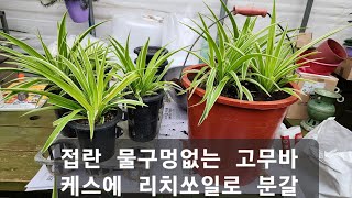 접란 물구멍없는 고무바케스에 리치쏘일로 분갈이