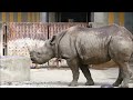 【ヒガシクロサイ】お部屋で仲良くまったりクロサイ親子🦏　2022 10 4　とべ動物園