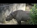 【ヒガシクロサイ】お部屋で仲良くまったりクロサイ親子🦏　2022 10 4　とべ動物園