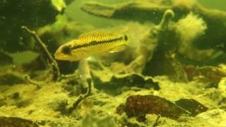 Apistogramma cf. pertensis fry 21072016