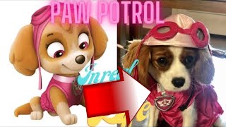 Paw patrol charterers in real life ❤️👌 Top 7 in 2022 🔥🔥