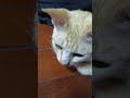 Diam-diam ekor bergoyang #cat #catlover