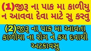 જીરૂ ના પાક મા કાળીયુ ન આવવા દેવા માટે સુ કરવુ#જીરૂ ના પાક મા આવતા કાળીયા ના રોગ ને કય દવાથી અટકાવસુ