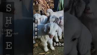 Suara kambing,embek!?