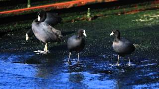 ♪鳥くん野鳥動画（千葉県・飯岡）オオバン採食 Eurasian Coot