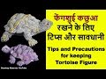 Download Tips, Suggestions and Precaution for keeping Turtle Tortoise Figure at home and office In Mp4 3Gp Full HD Video