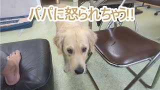 パパに怒られちゃうよーゴールデンレトリバーティト。