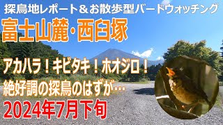 西臼塚(静岡県)の探鳥地レポートです　アカハラ！キビタキ！ホオジロ！絶好調の探鳥のはずが…　2024年7月下旬