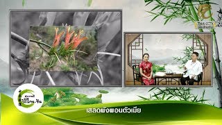 สุขภาพดีวิถีไทย-จีน EP.164 (1/3) เสลดพังพอนตัวเมีย